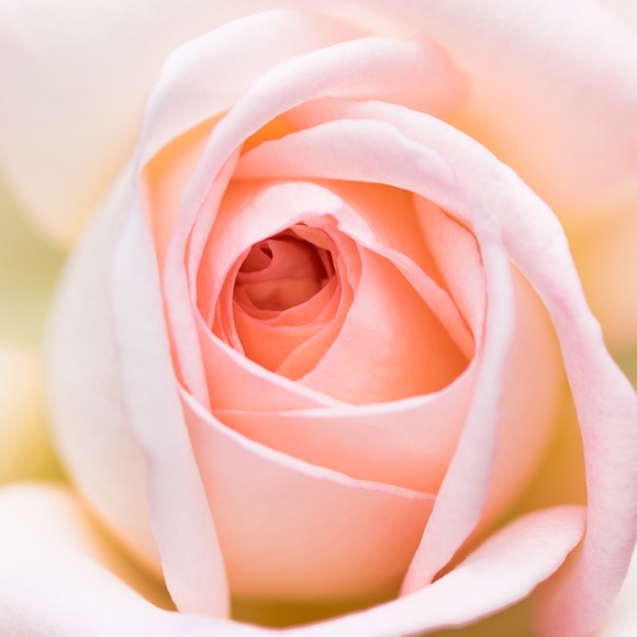 Meet your Posher, Victoria - Picture 6 of 8